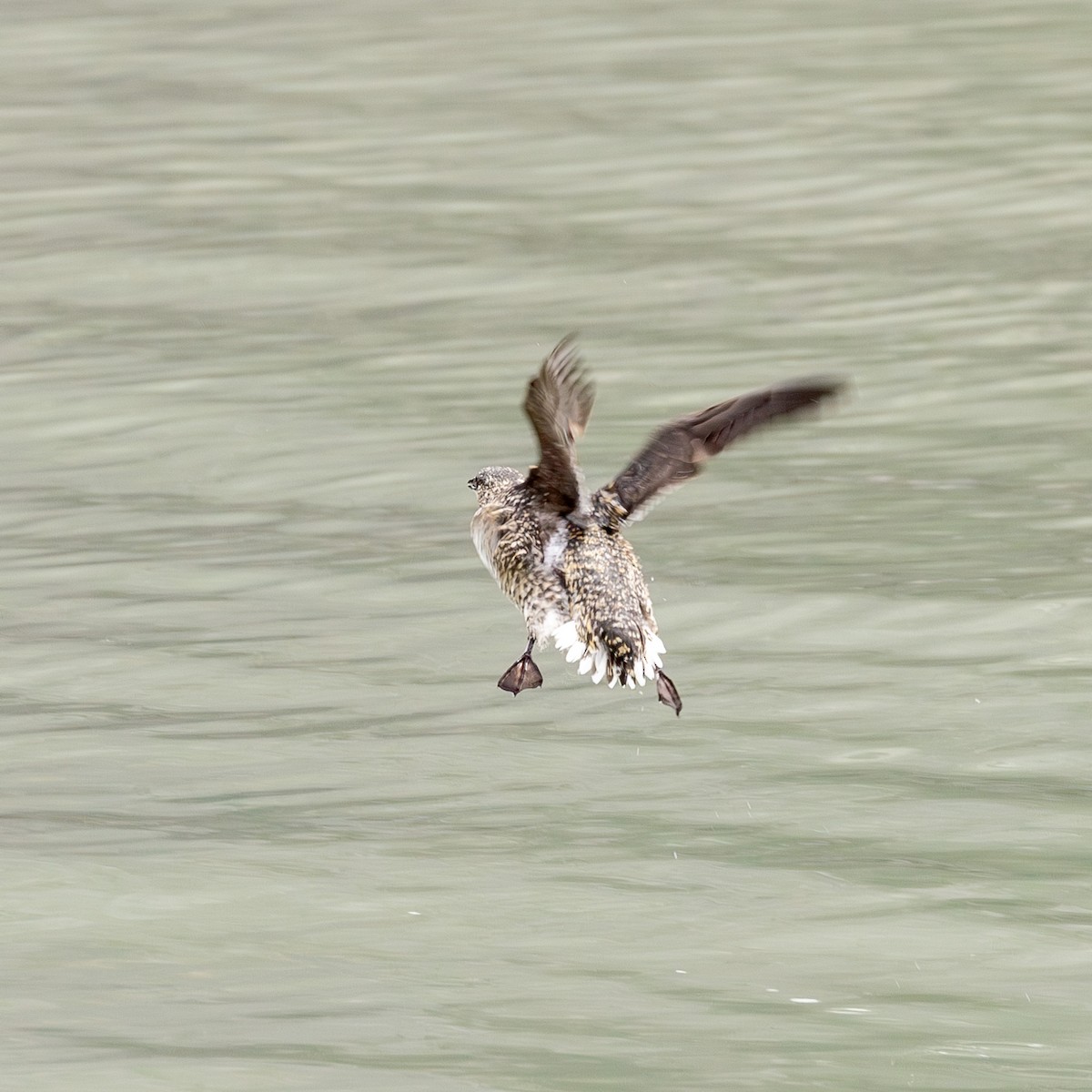 Kittlitz's Murrelet - ML620768186