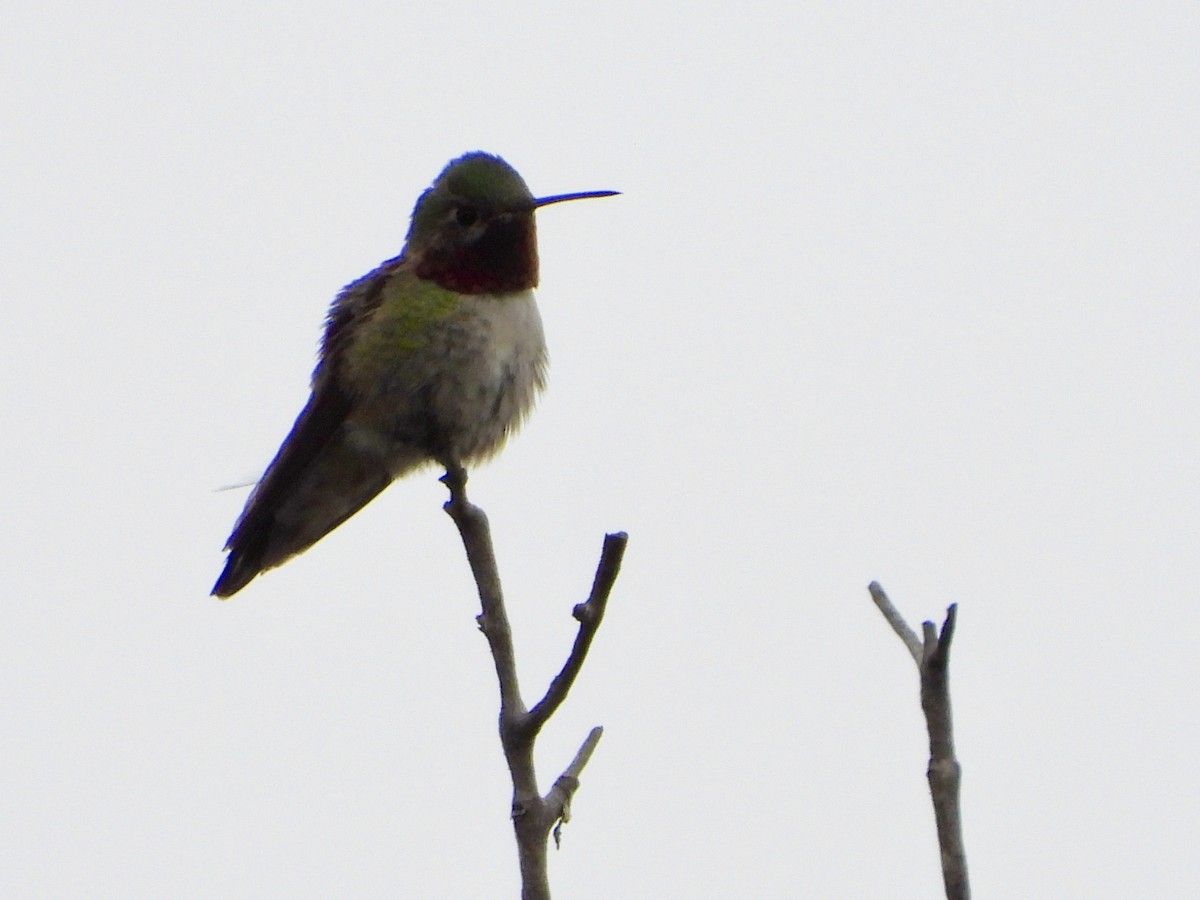 Broad-tailed Hummingbird - ML620768190