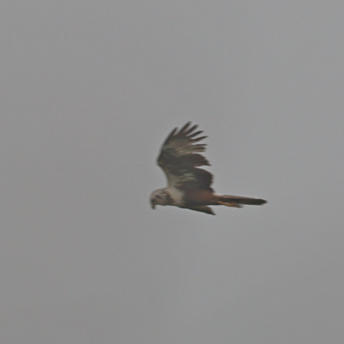 Eastern Marsh Harrier - Steve Mannix