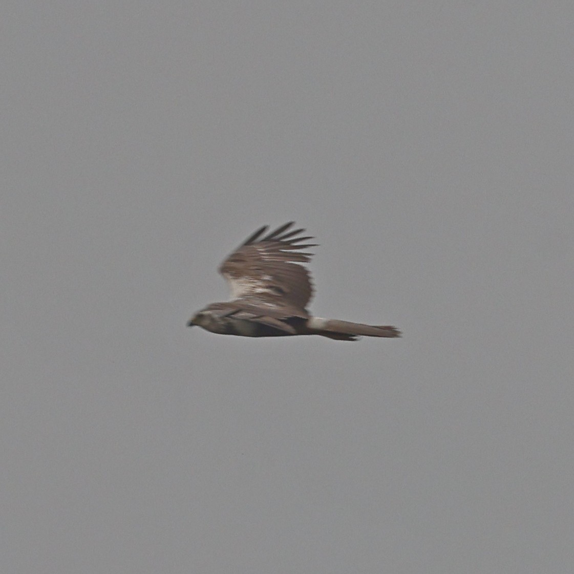 Eastern Marsh Harrier - ML620768193