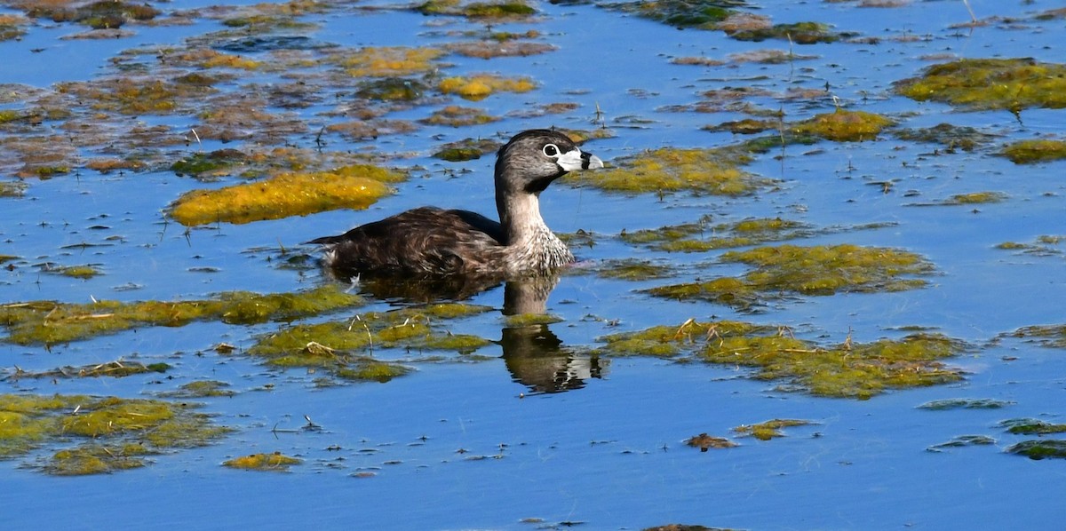 Pied-billed Grebe - ML620768194