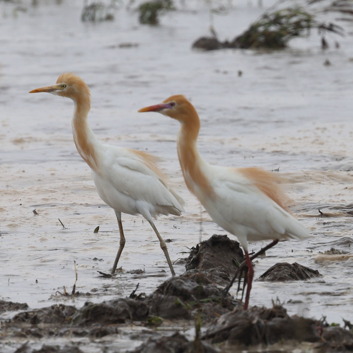 Eastern Cattle Egret - ML620768195