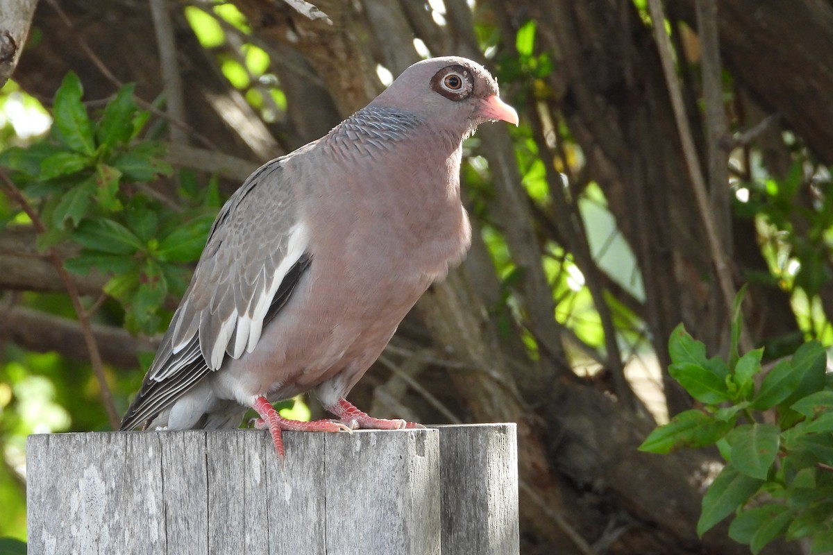 Bare-eyed Pigeon - ML620768196