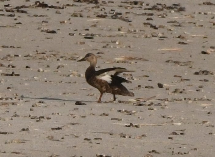 American Black Duck - ML620768197