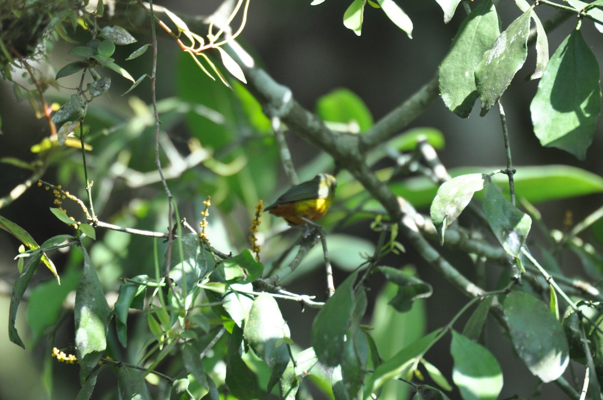 Olive-backed Euphonia - Jerry Davis