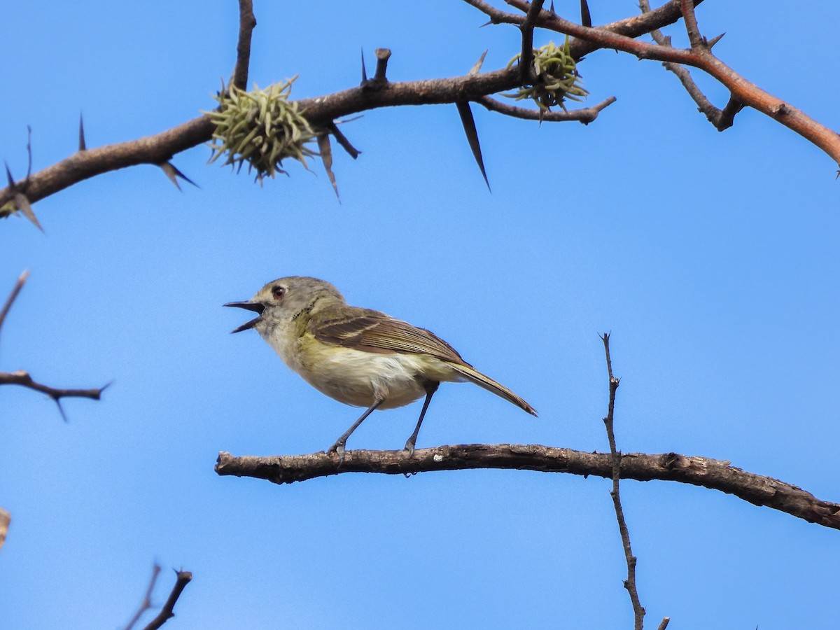 Dwarf Vireo - ML620768199