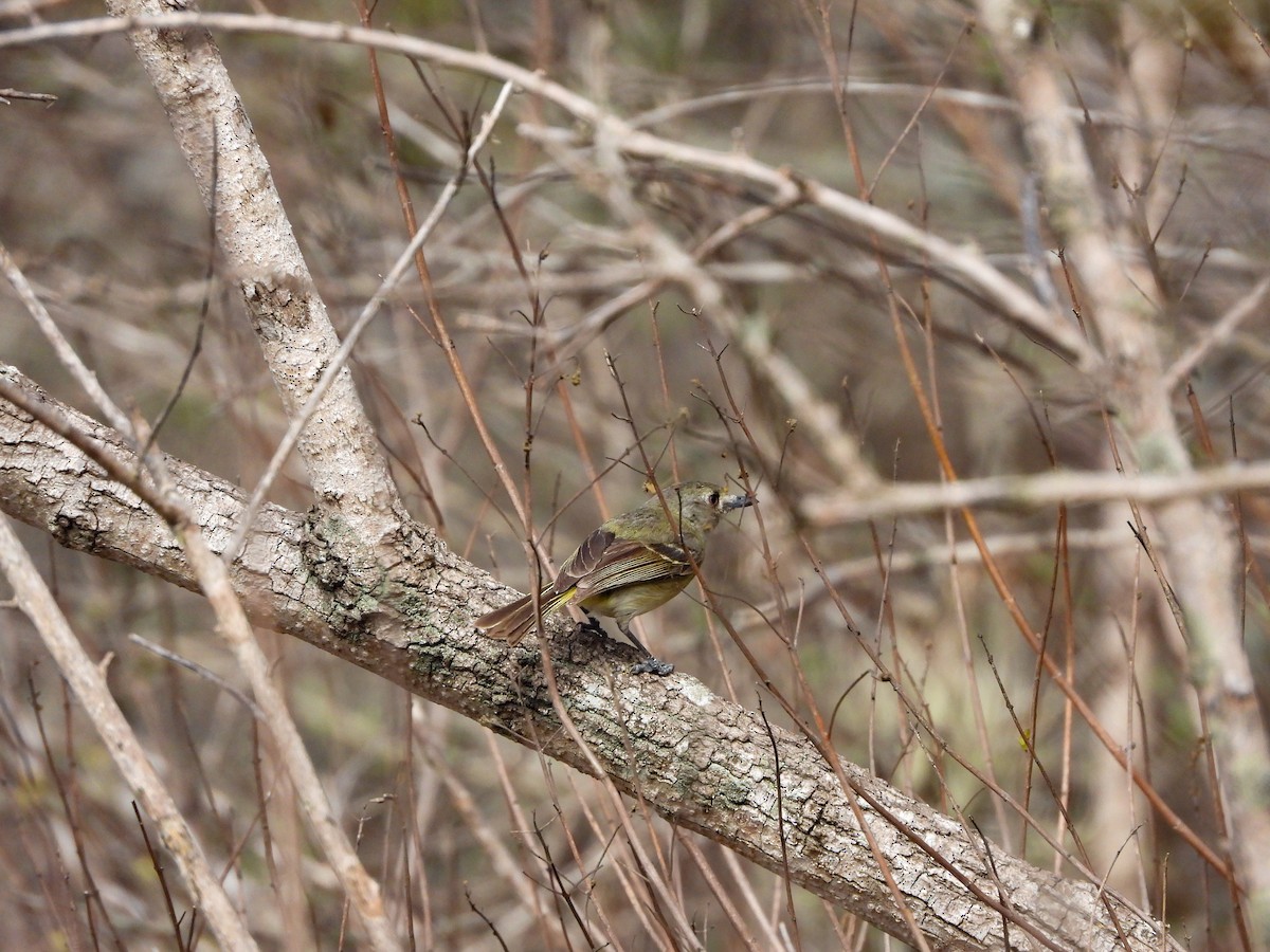 Dwarf Vireo - ML620768200