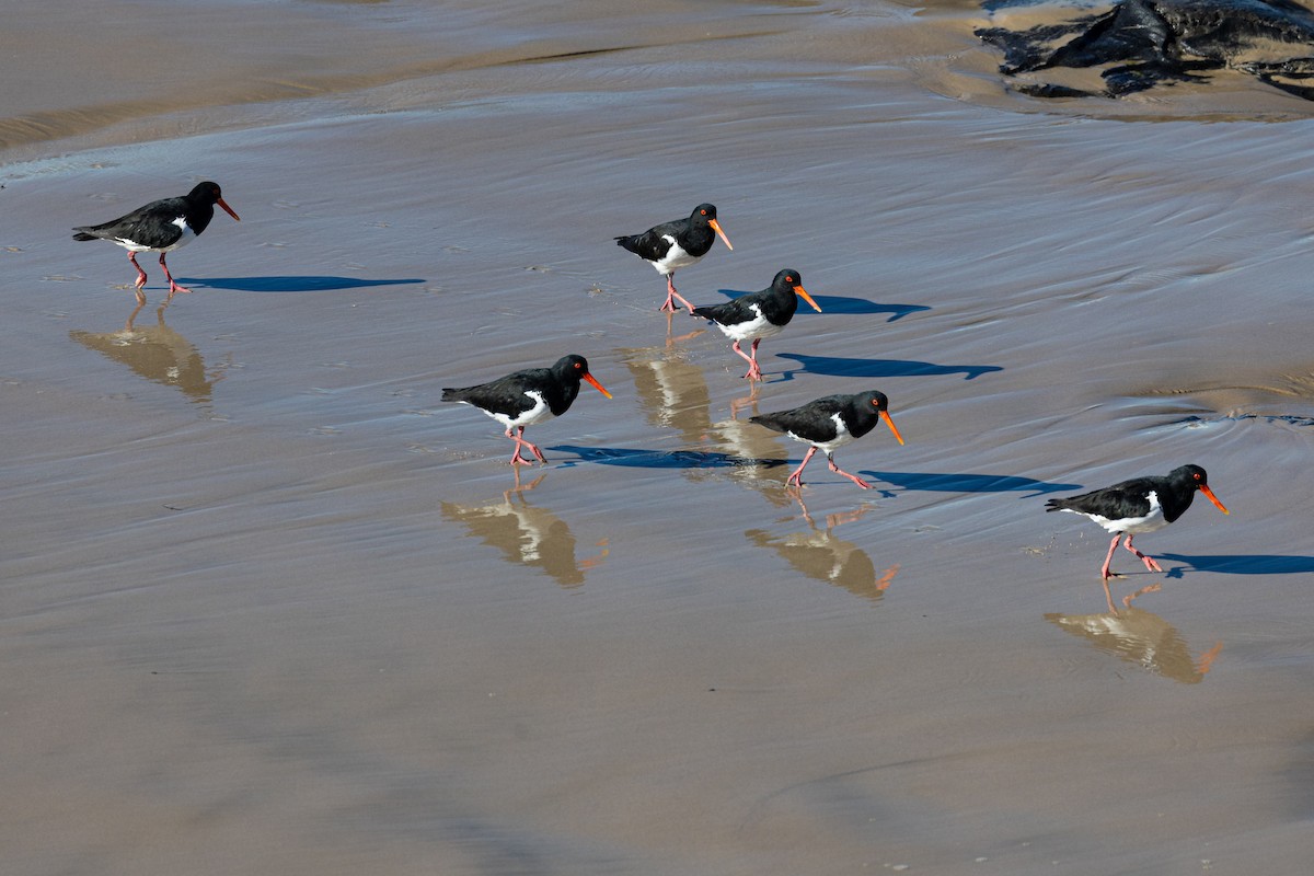 Pied Oystercatcher - ML620768201