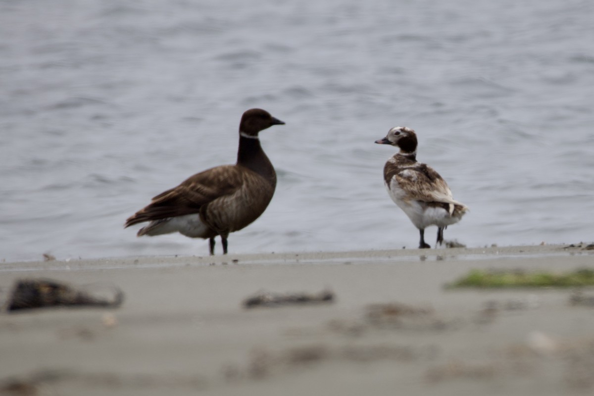 Long-tailed Duck - ML620768206