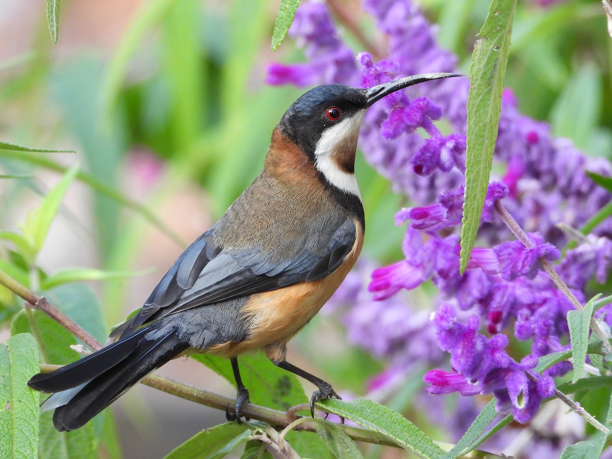 Eastern Spinebill - ML620768207