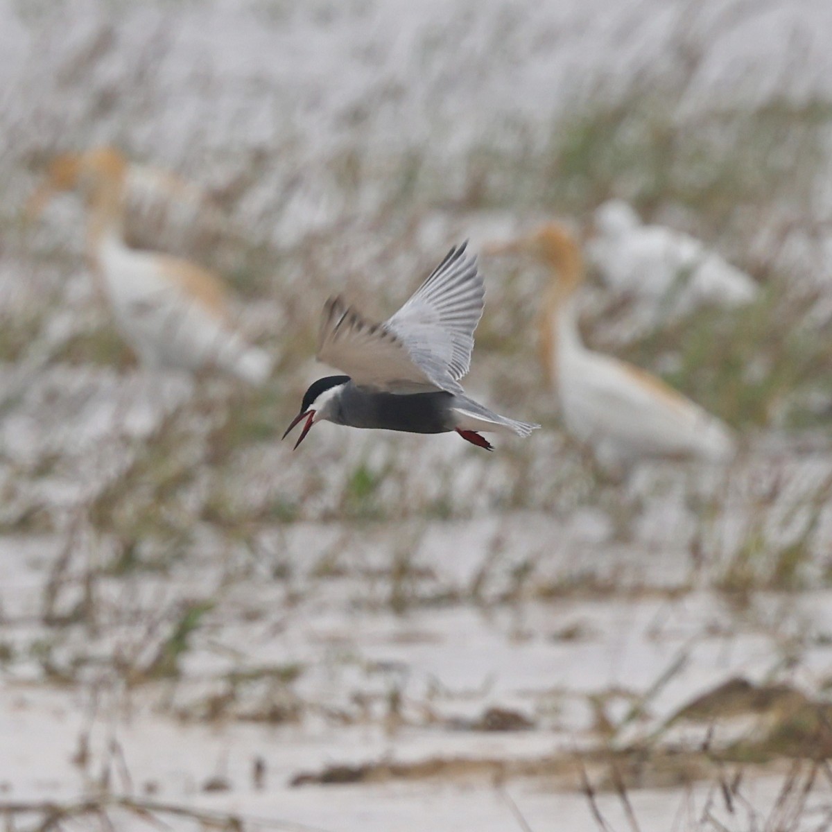 Whiskered Tern - ML620768208