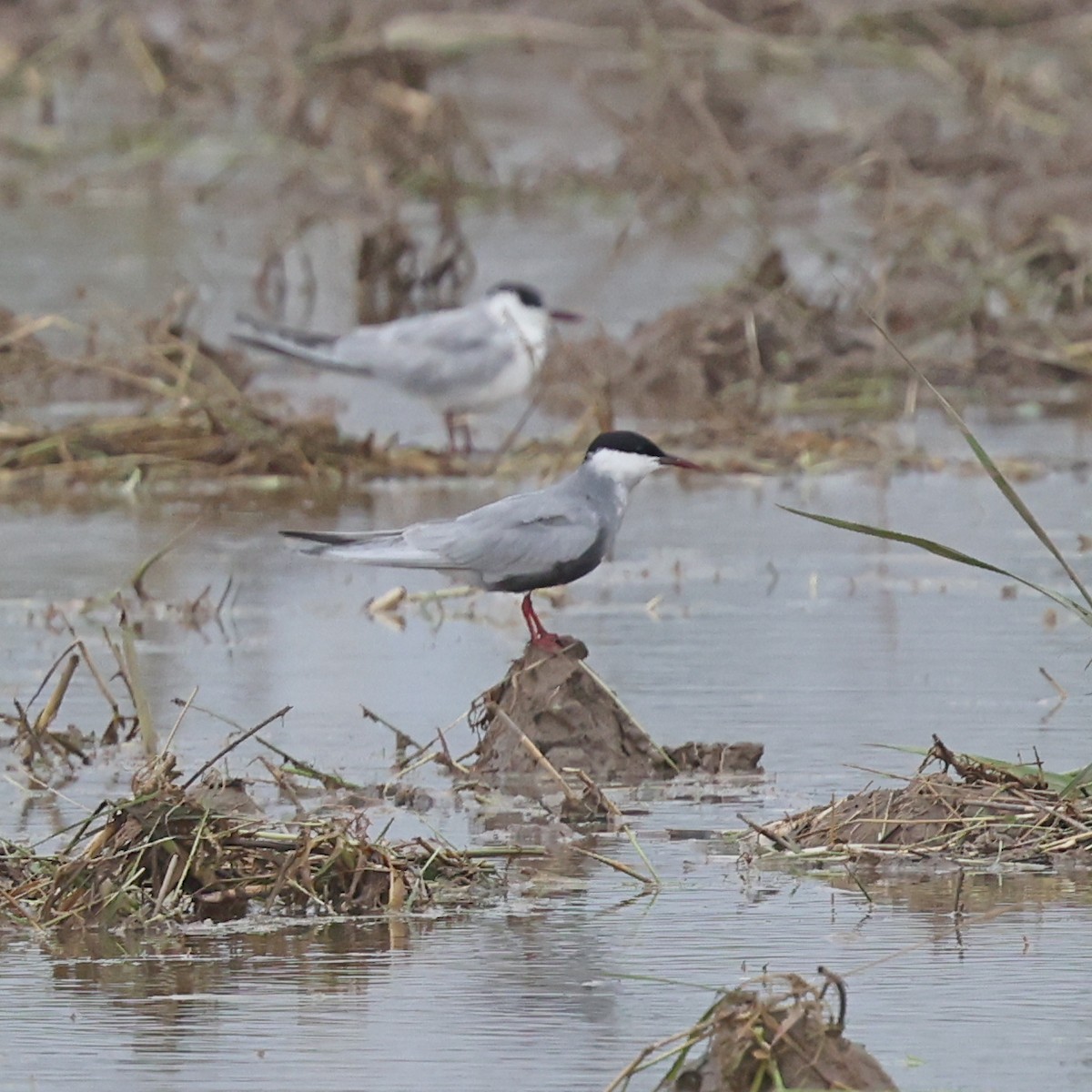 Whiskered Tern - ML620768209