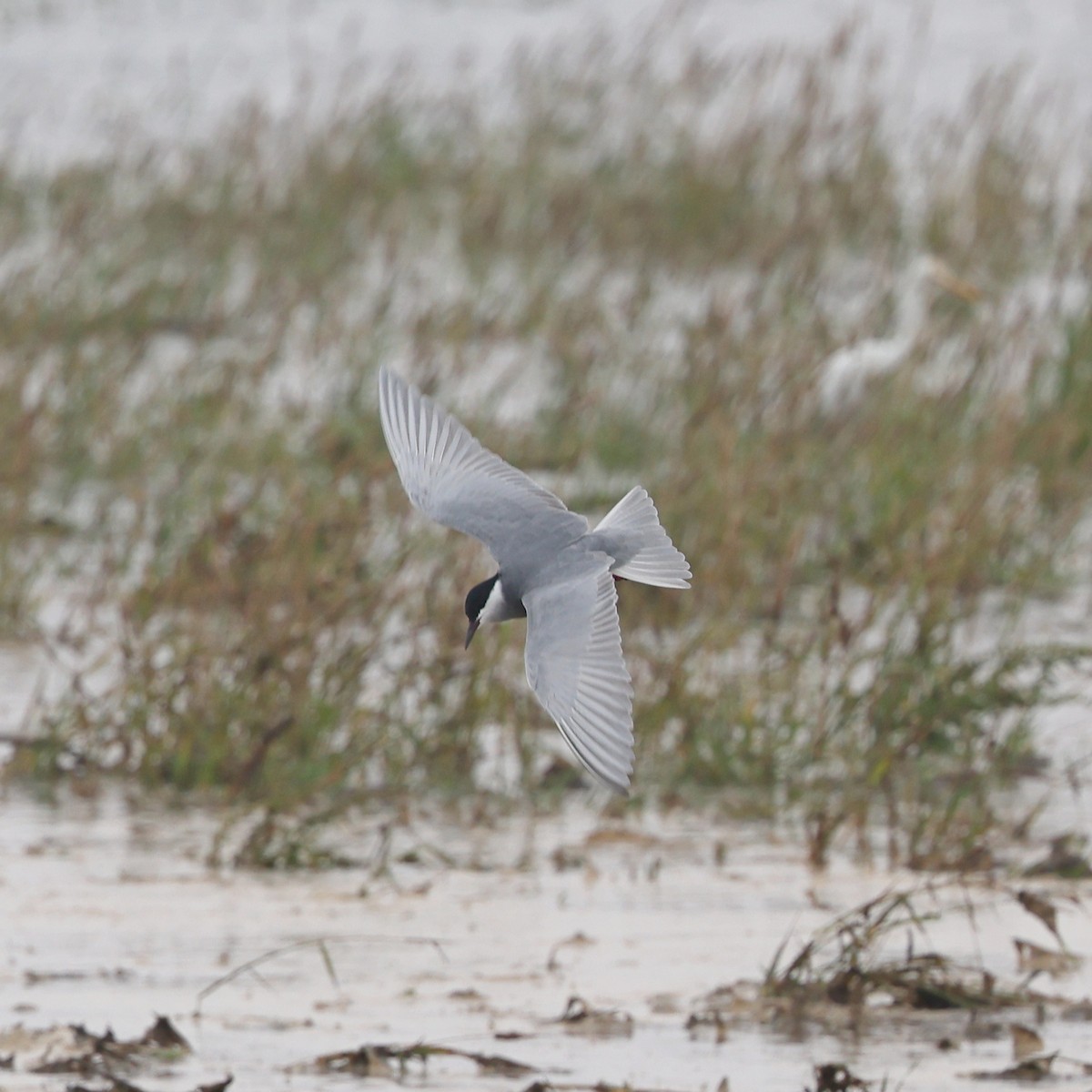 Whiskered Tern - ML620768210