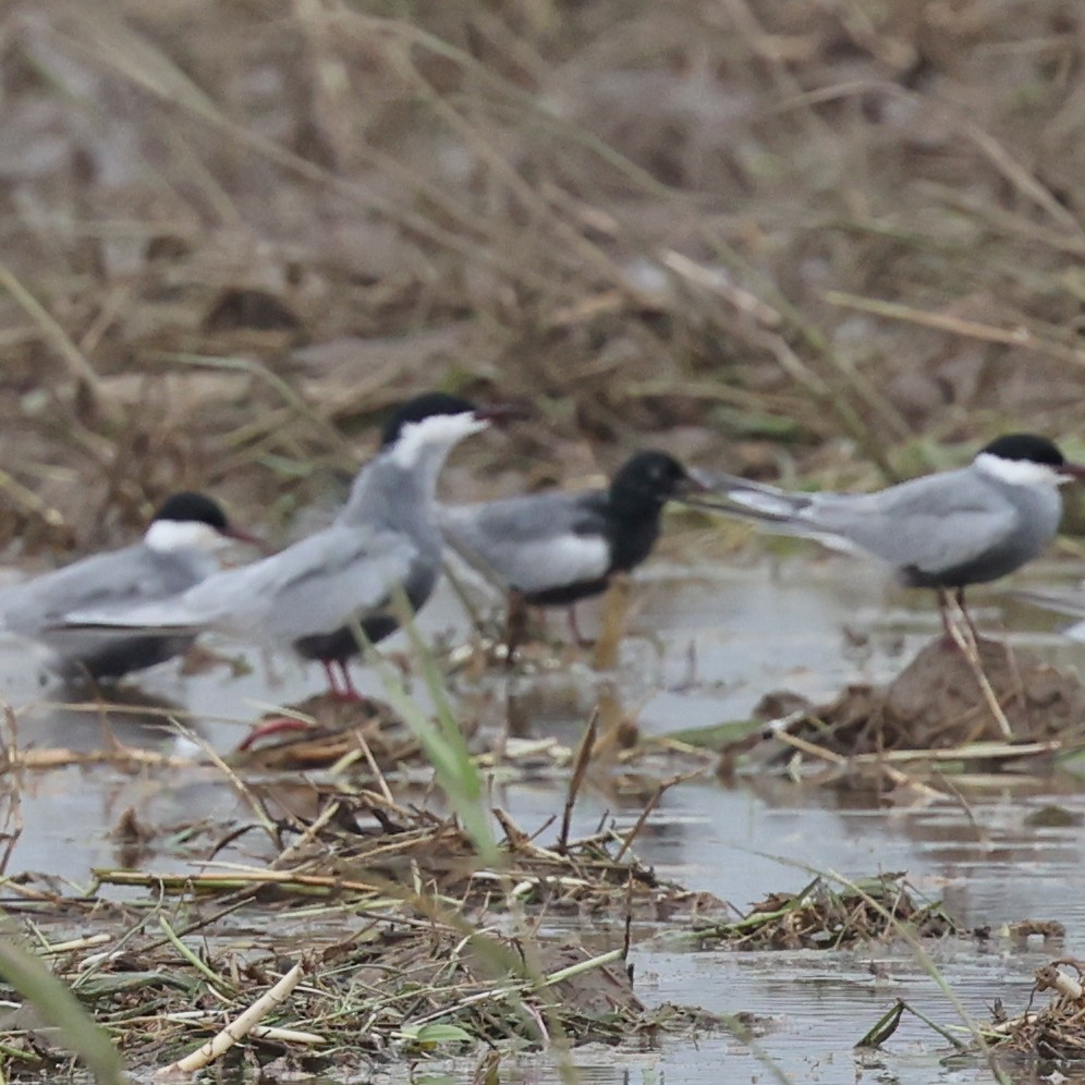 White-winged Tern - ML620768214