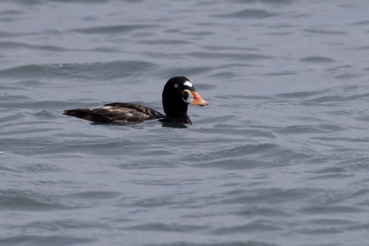 Surf Scoter - Mark Elness