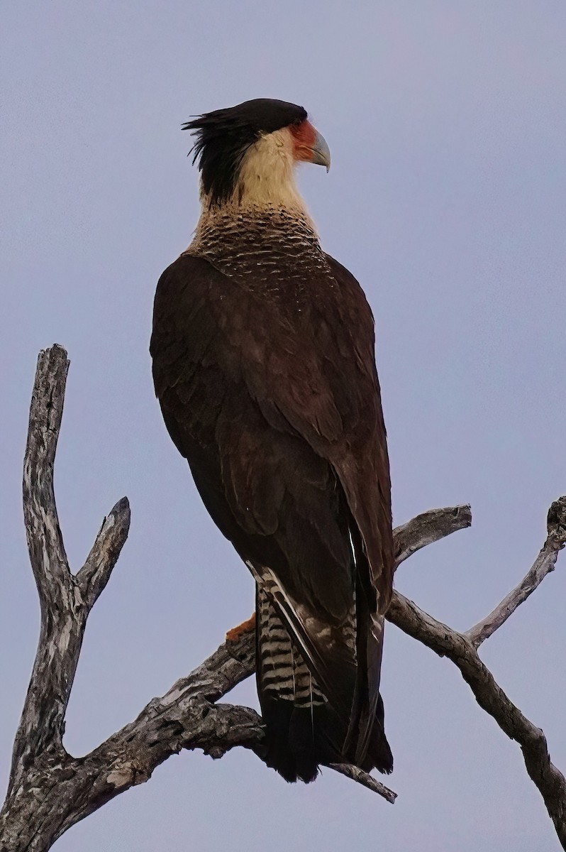 Crested Caracara - ML620768218