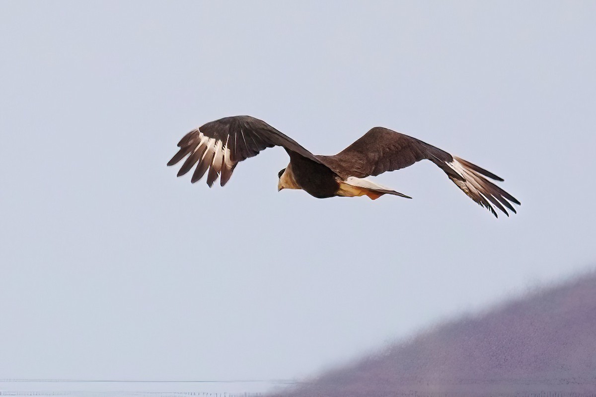 Crested Caracara - ML620768219