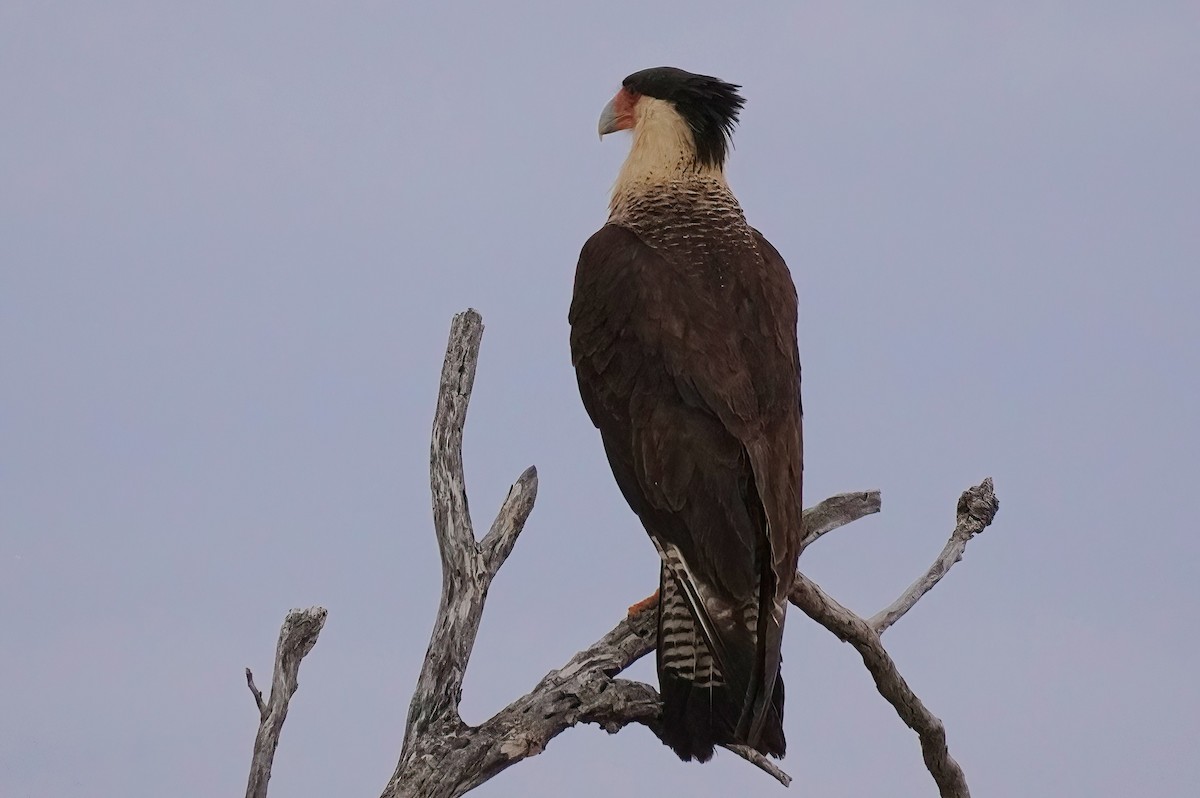 Crested Caracara - ML620768220