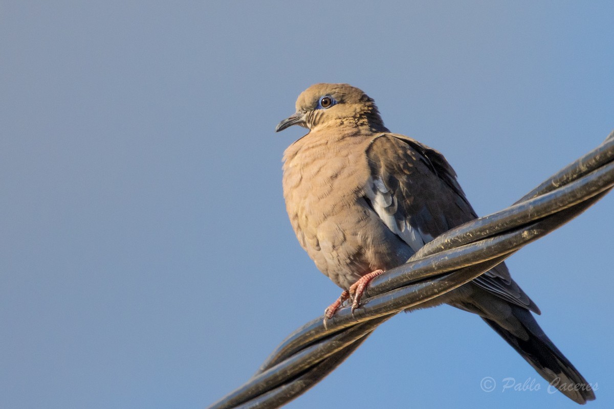 West Peruvian Dove - ML620768222