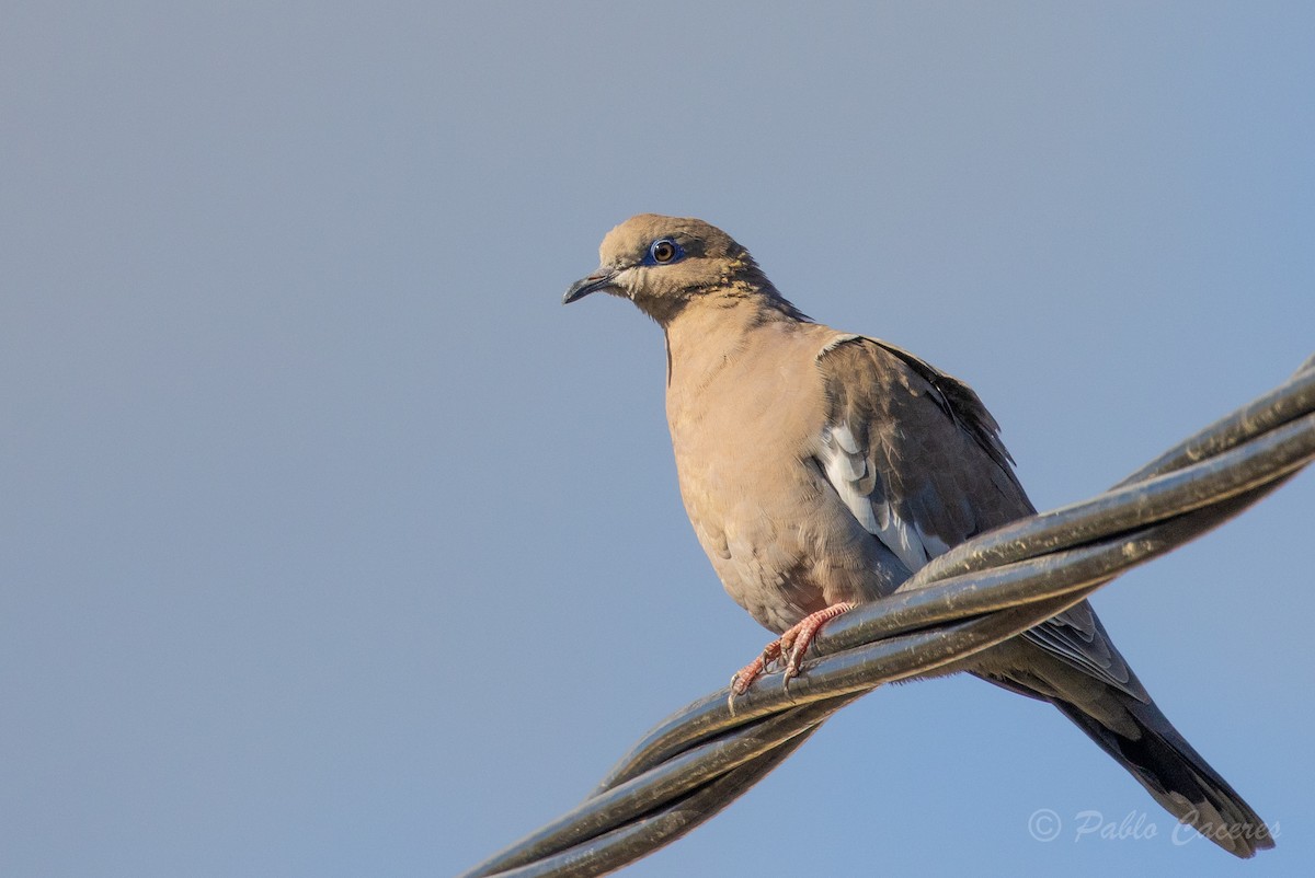 West Peruvian Dove - ML620768223