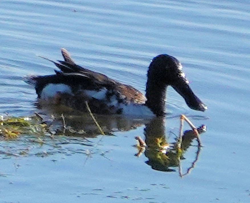 Northern Shoveler - ML620768230