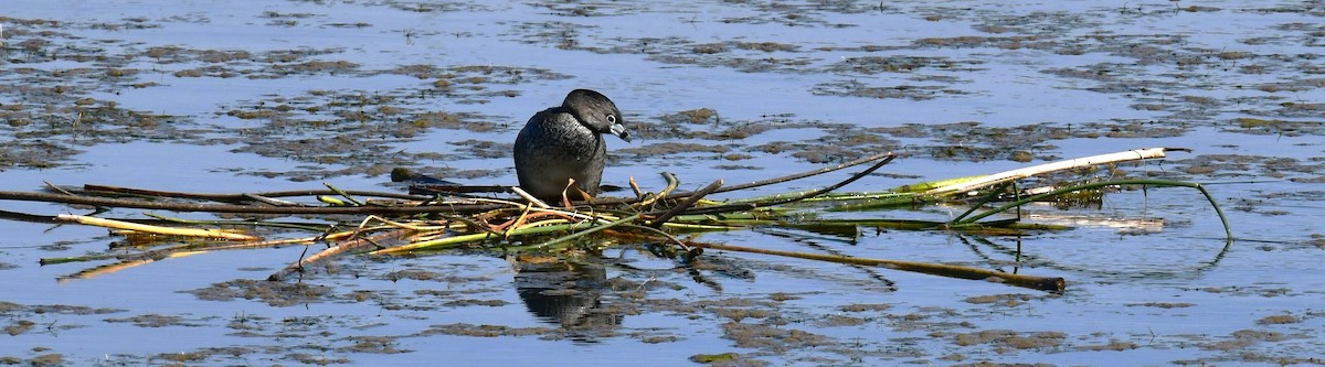 Pied-billed Grebe - ML620768231