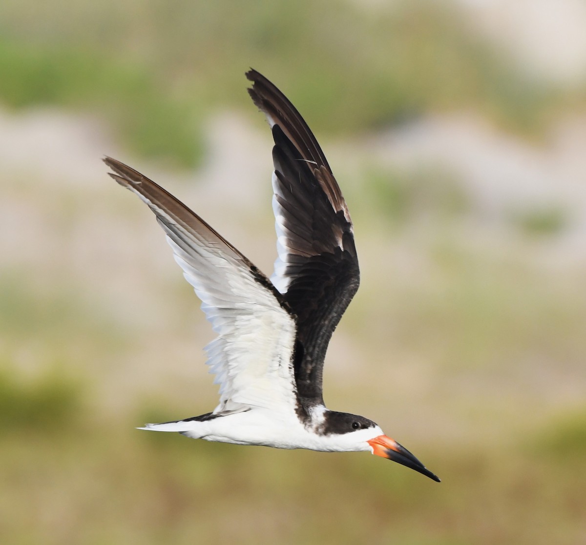 Black Skimmer - ML620768235