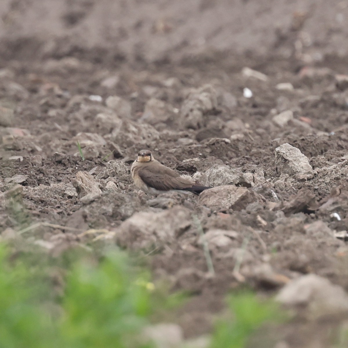 Oriental Pratincole - ML620768237