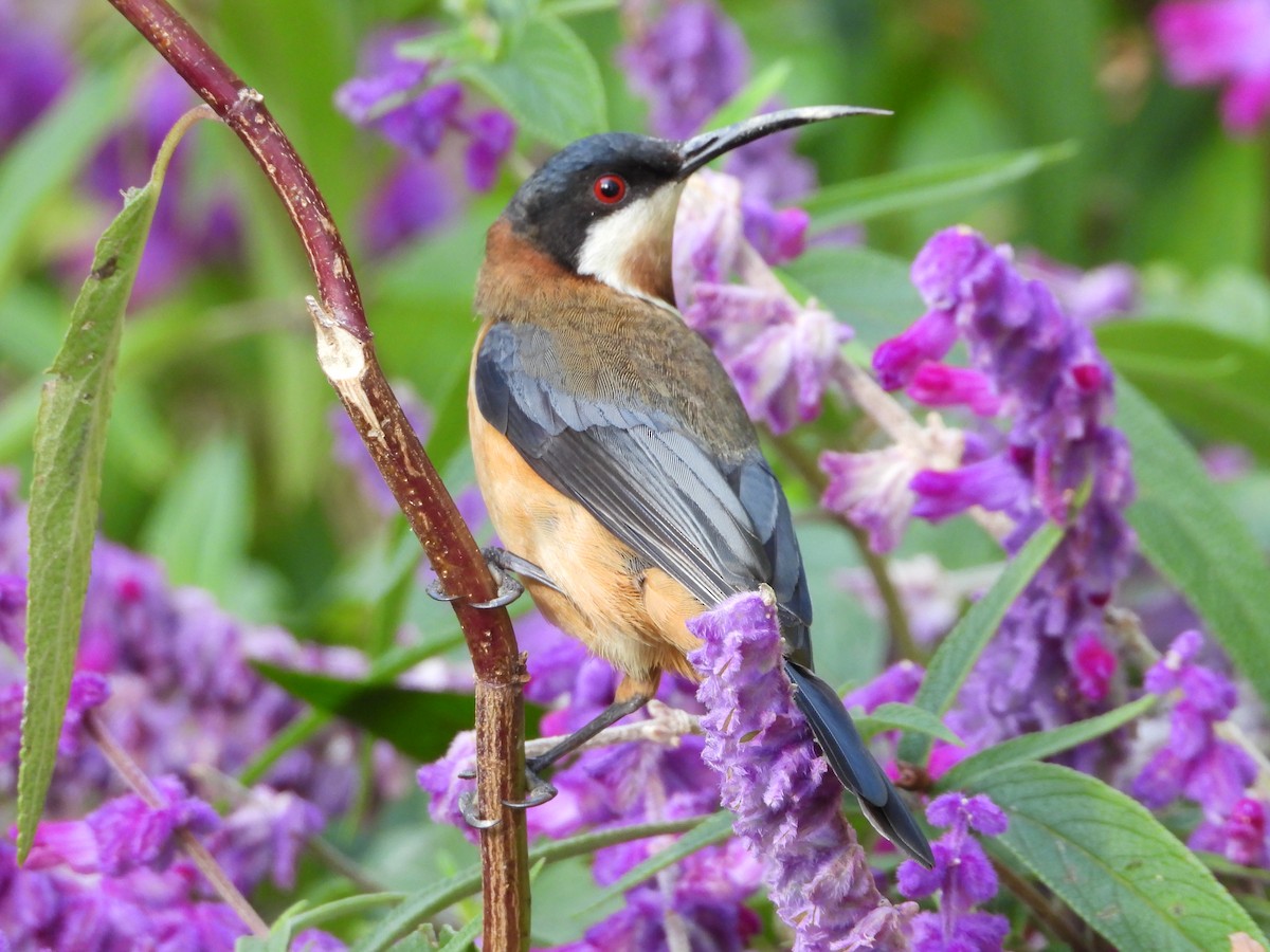 Eastern Spinebill - ML620768243