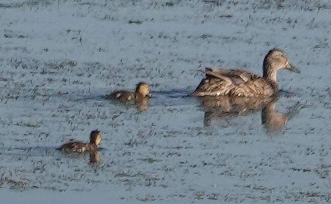 Green-winged Teal - Doug Wassmer