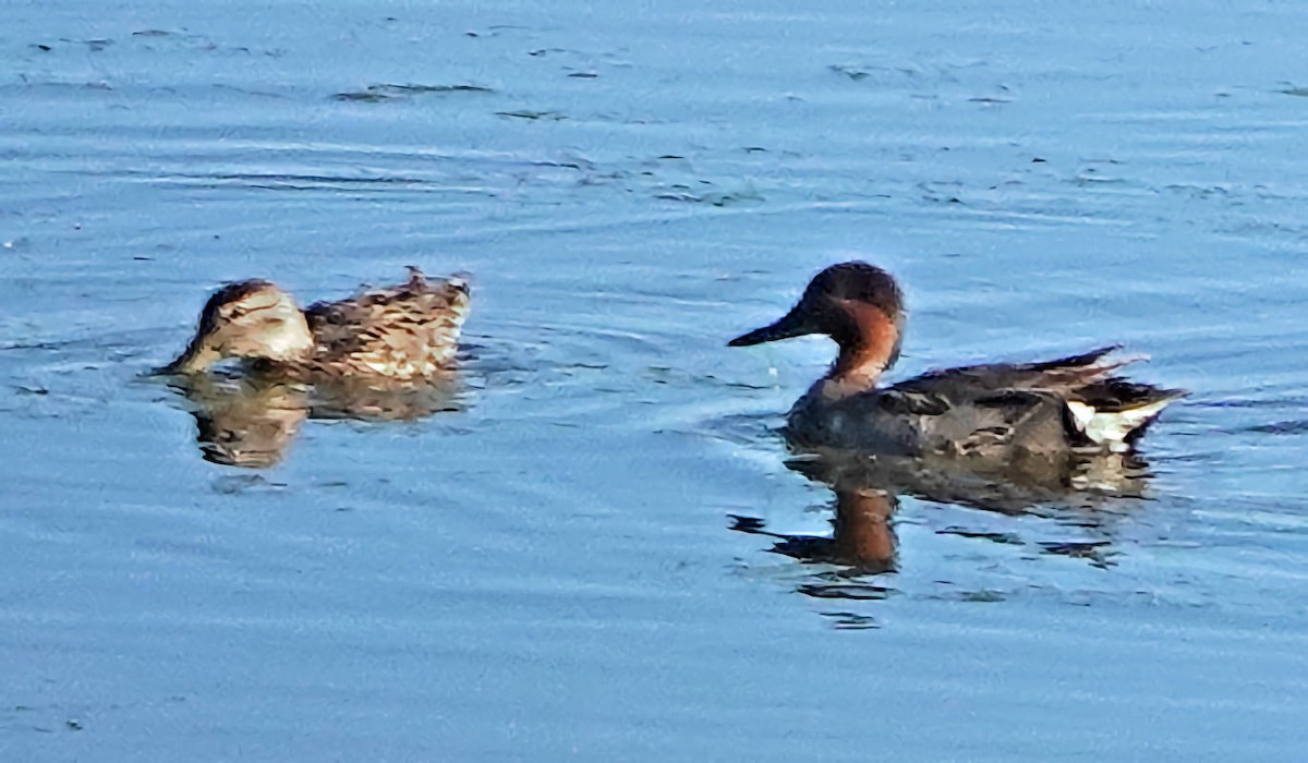 Green-winged Teal - Doug Wassmer