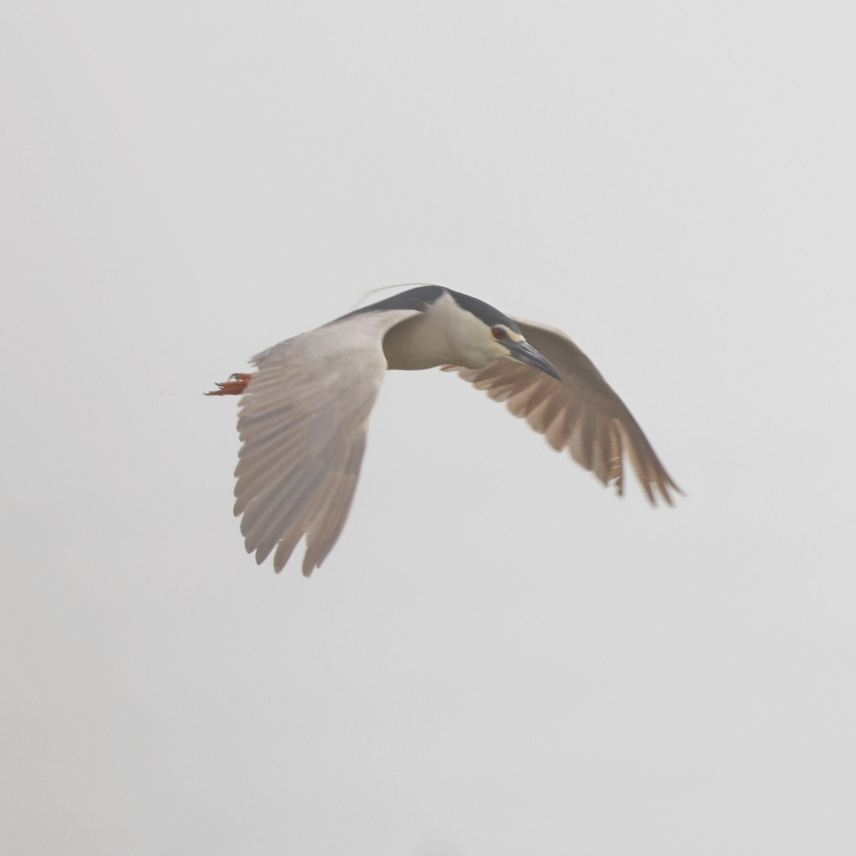 Black-crowned Night Heron - ML620768256