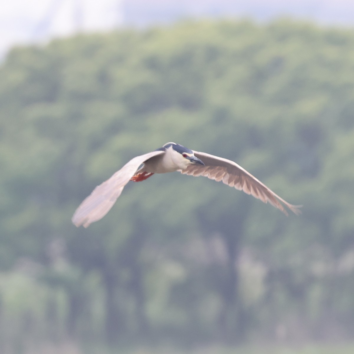 Black-crowned Night Heron - ML620768257