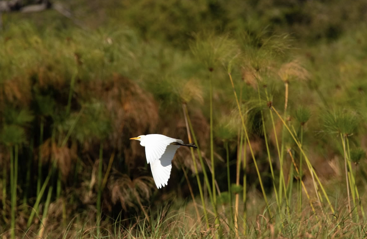 Western Cattle Egret - ML620768265