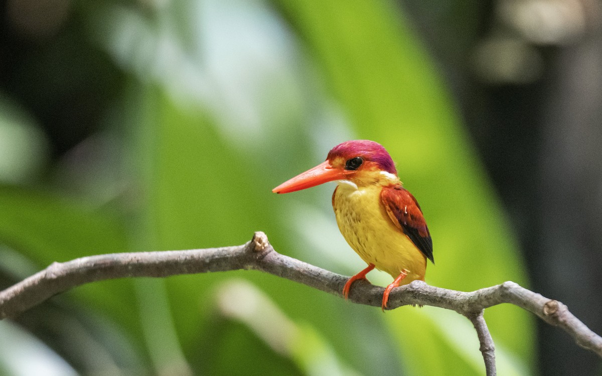 Rufous-backed Dwarf-Kingfisher - ML620768267