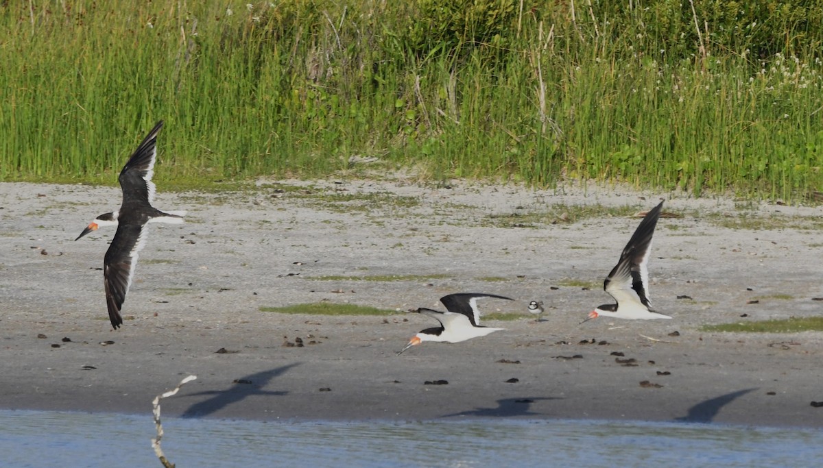 Black Skimmer - ML620768275