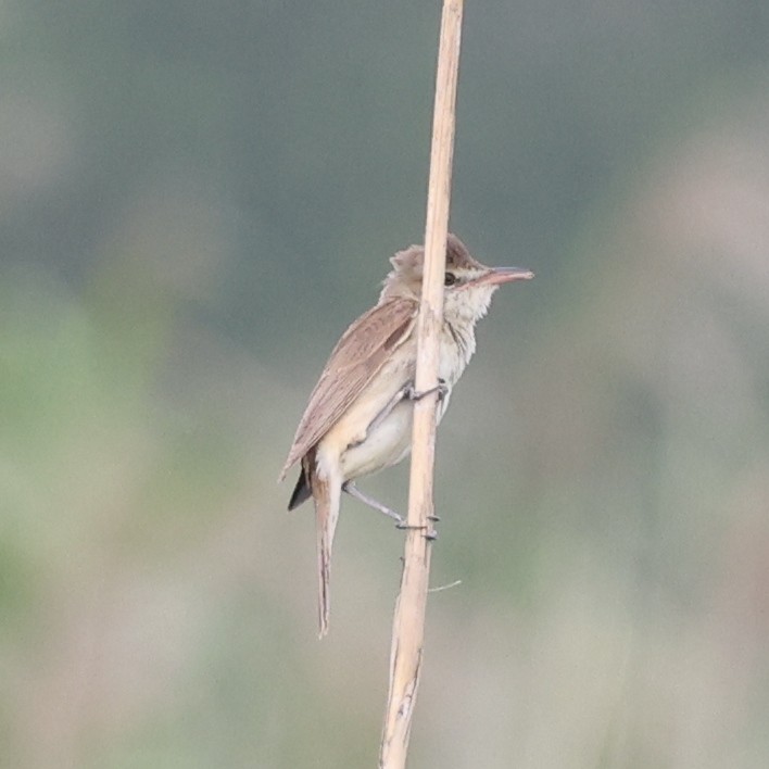 Oriental Reed Warbler - ML620768277