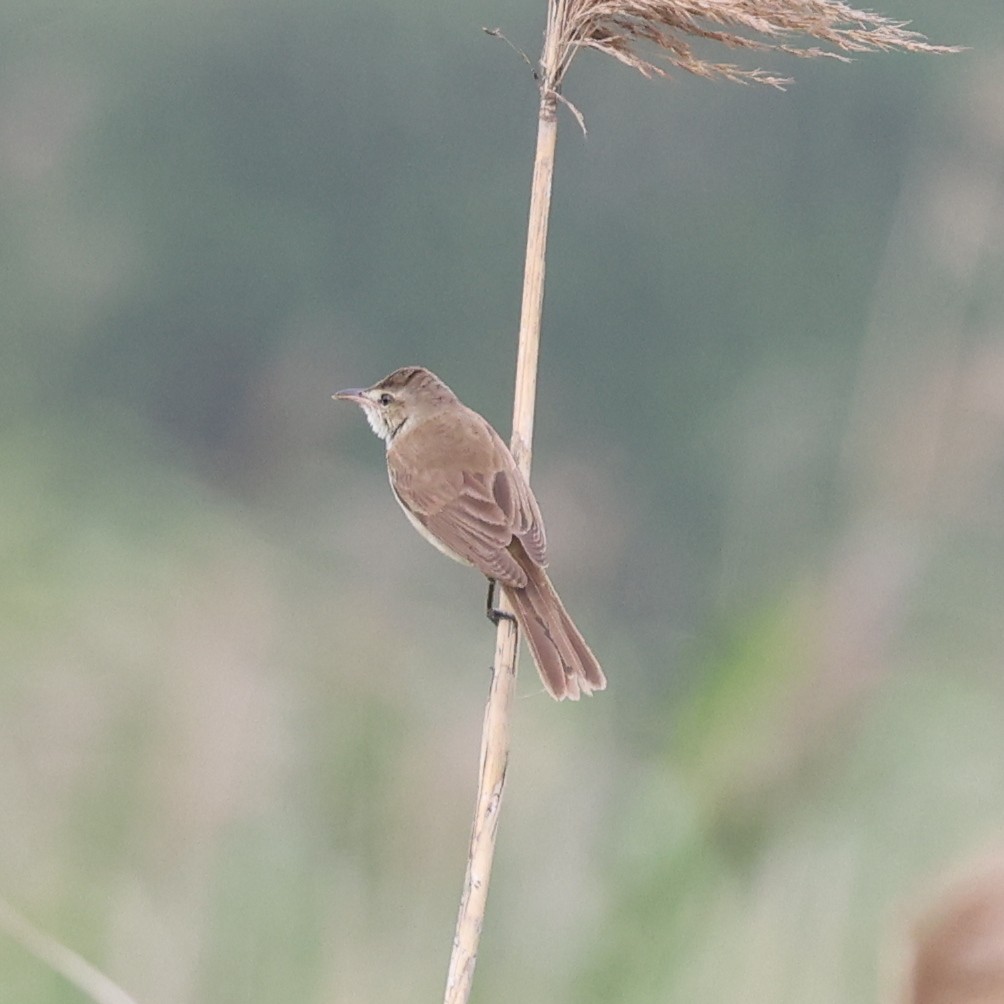 Oriental Reed Warbler - ML620768278