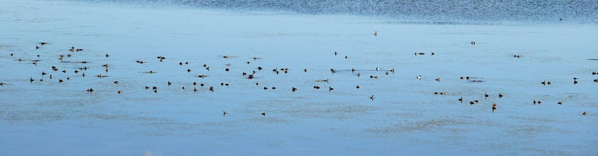 Eared Grebe - ML620768284