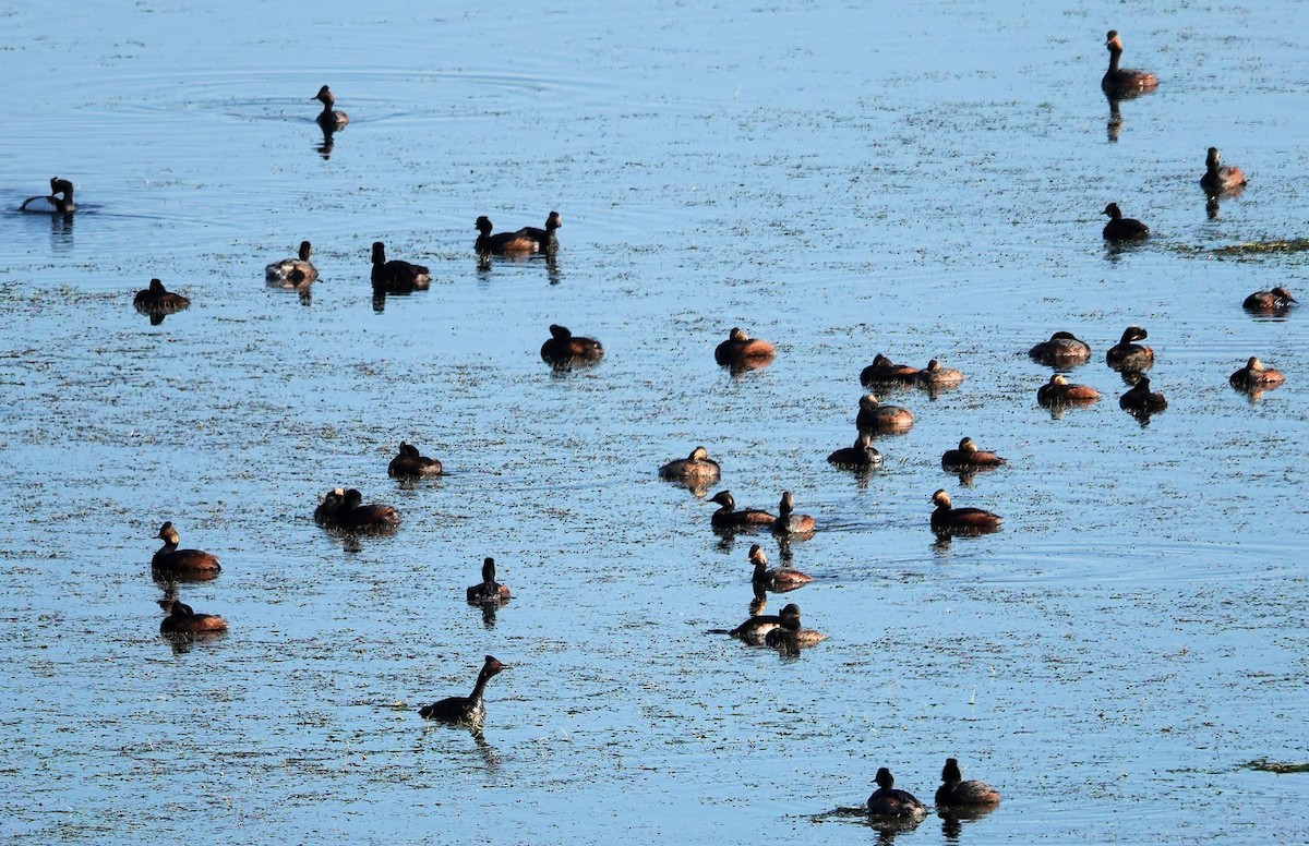 Eared Grebe - ML620768285