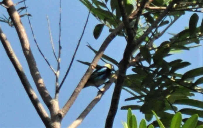 Golden-hooded Tanager - ML620768287