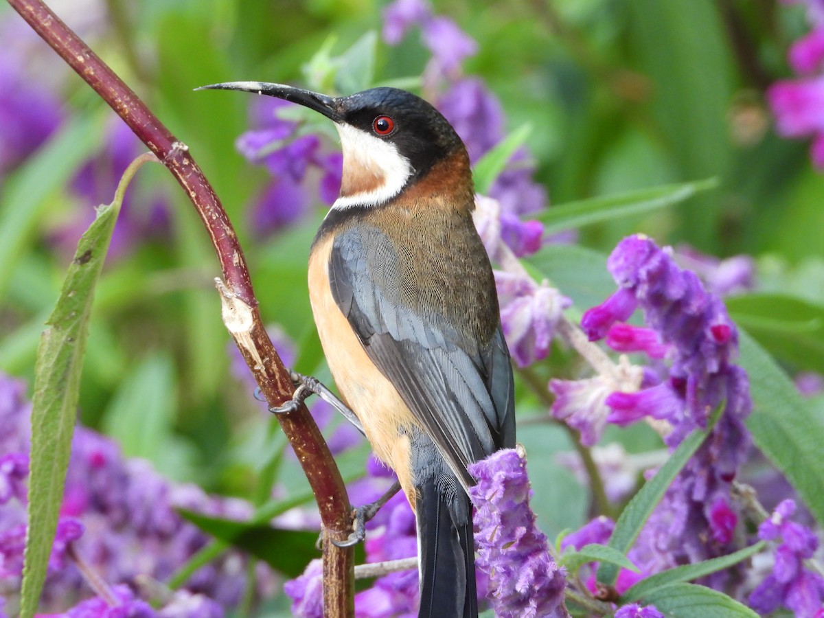 Eastern Spinebill - ML620768288