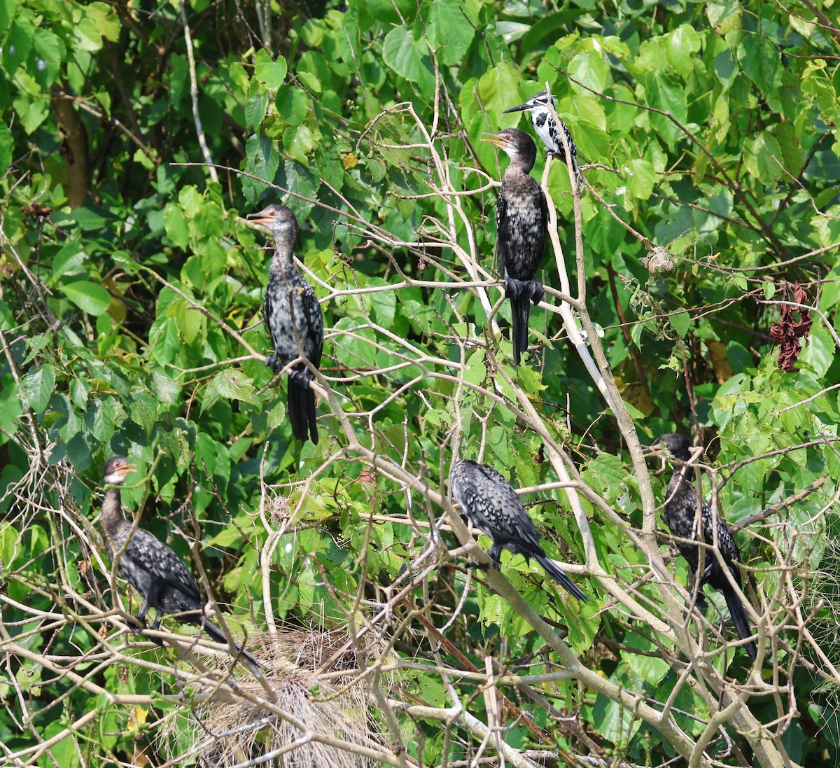 Long-tailed Cormorant - ML620768289