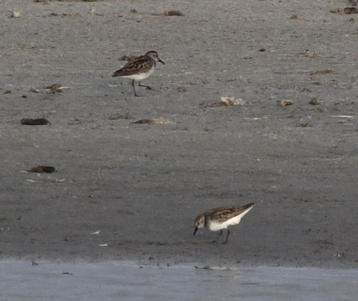 Semipalmated Sandpiper - ML620768293