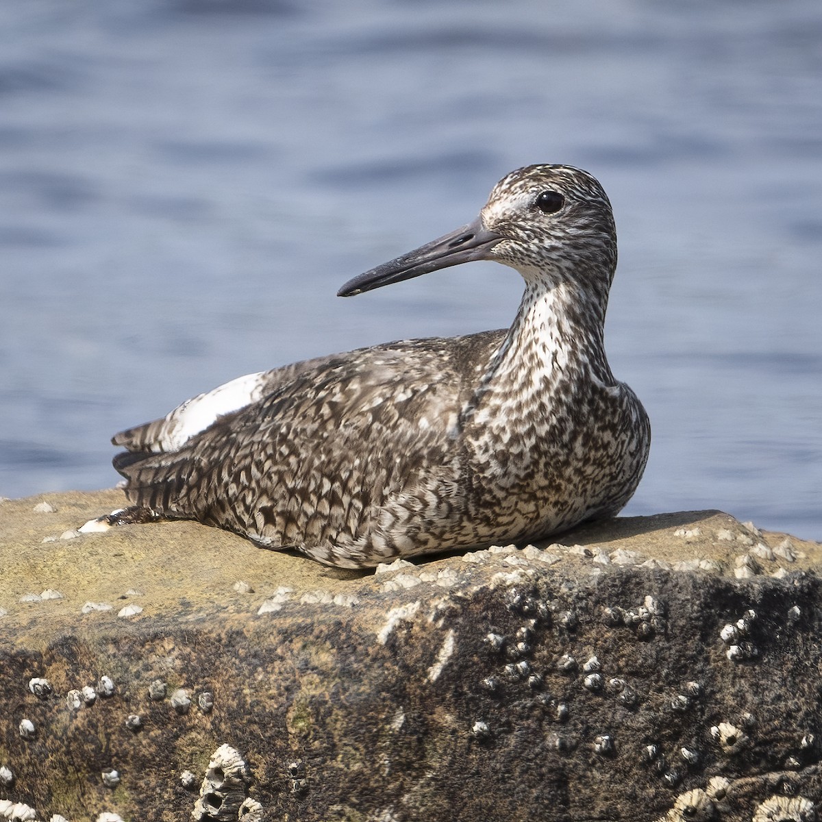 Willet - ML620768295