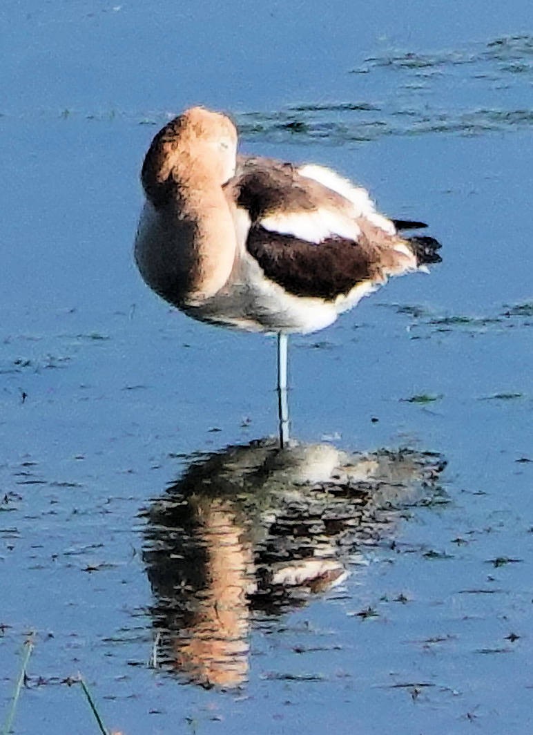 Avocette d'Amérique - ML620768297