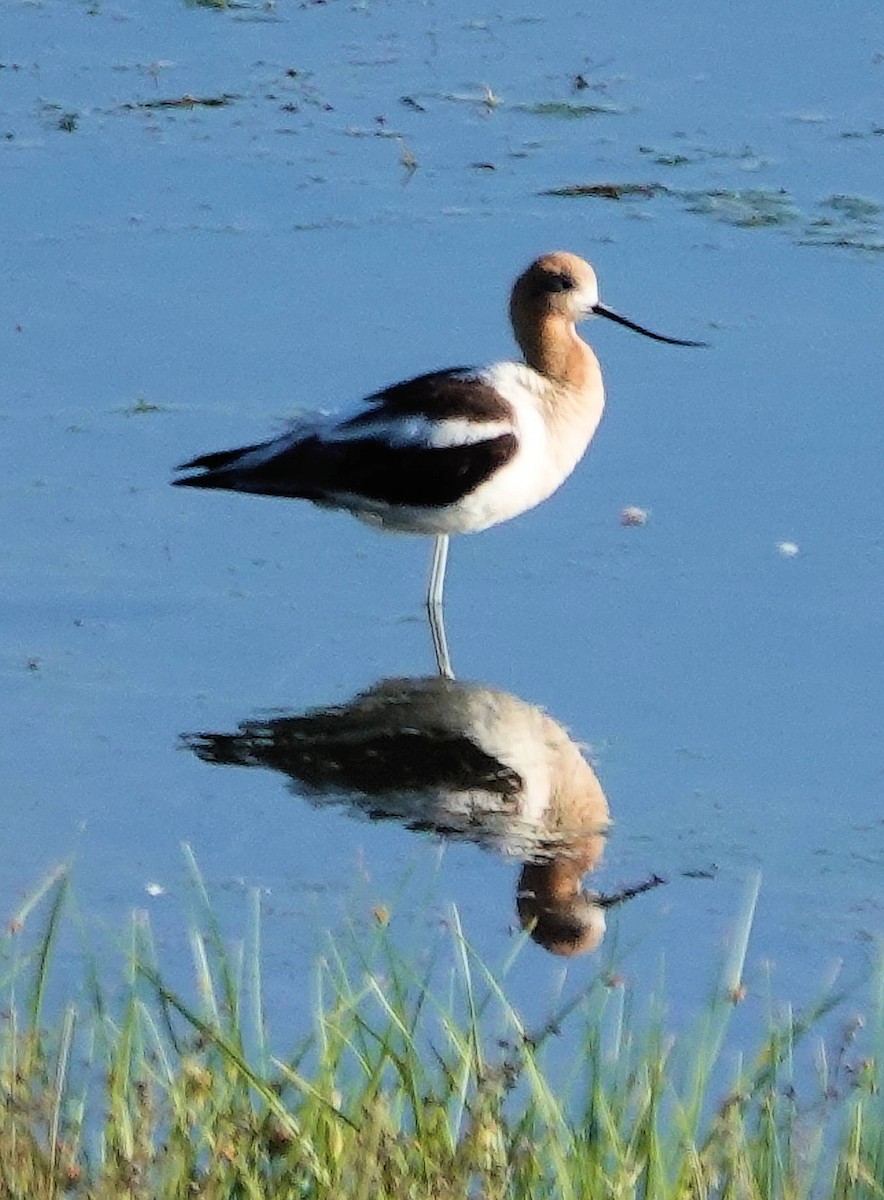 Avocette d'Amérique - ML620768298