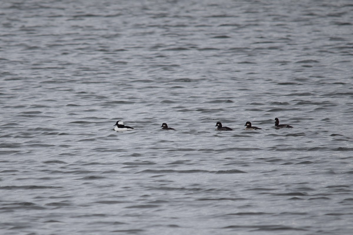 Bufflehead - ML620768300