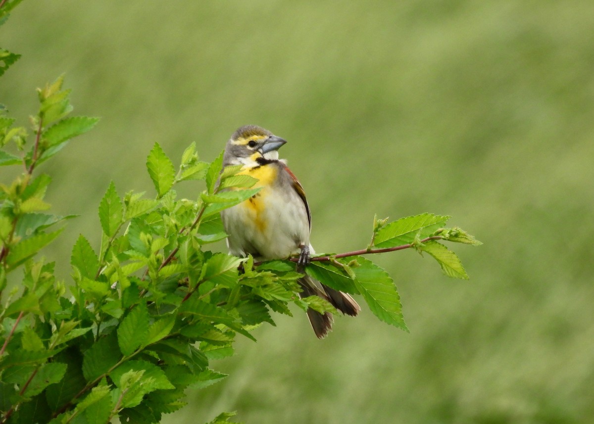 Dickcissel - ML620768301