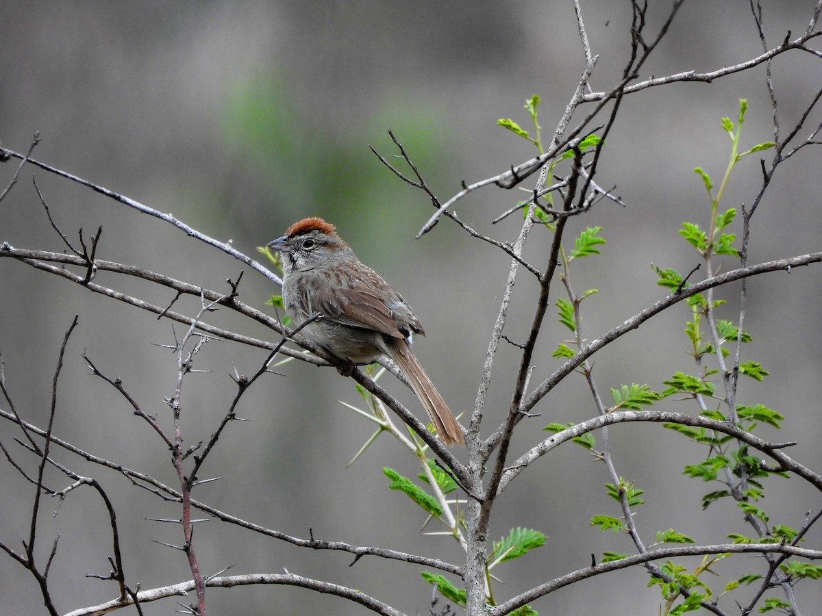 Rufous-crowned Sparrow - ML620768302